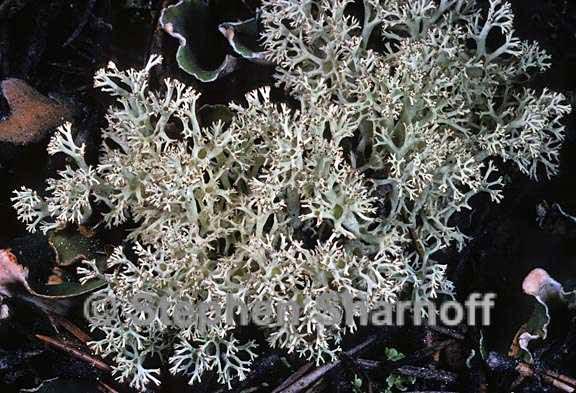 ladonia arbuscula ssp mitis 6 graphic