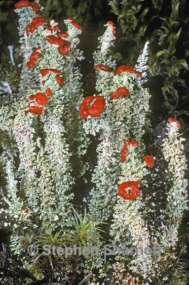 cladonia bellidiflora 2 graphic