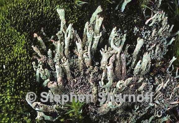 cladonia cenotea 4 graphic