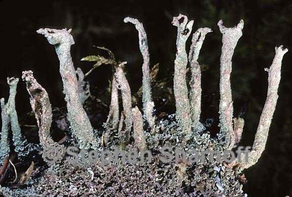 cladonia cenotea 7 graphic