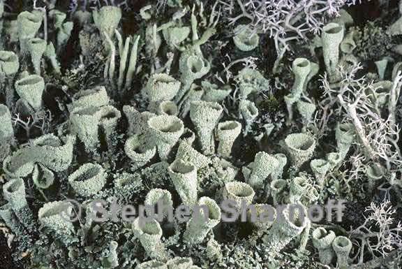 cladonia chlorophaea group graphic