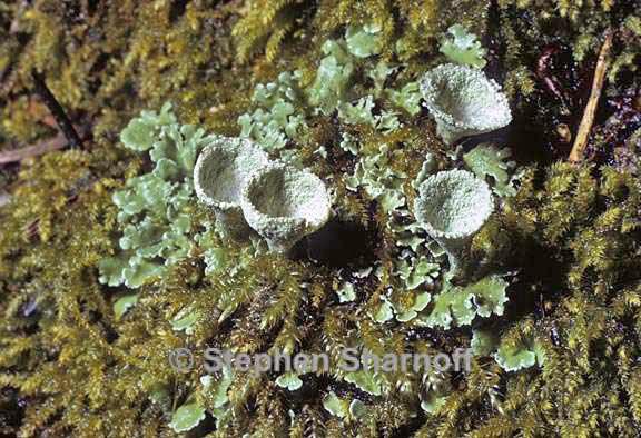 cladonia chlorophaea group 2 graphic