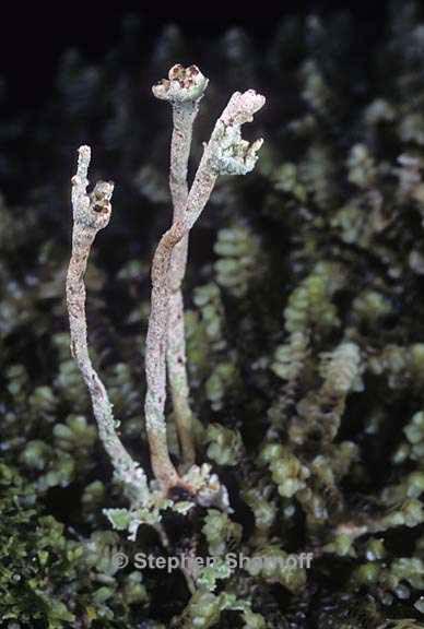 cladonia cornuta groenlandica 2 graphic