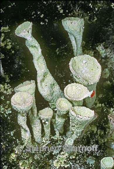 cladonia deformis 3 graphic