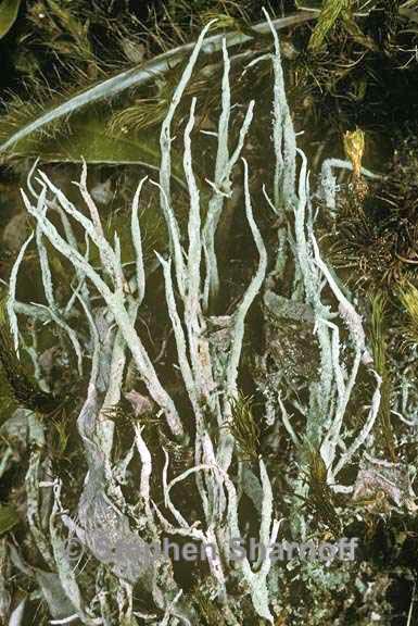 cladonia farinacea graphic