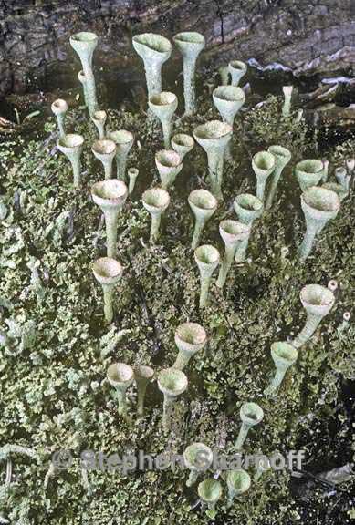 cladonia fimbriata 1 graphic