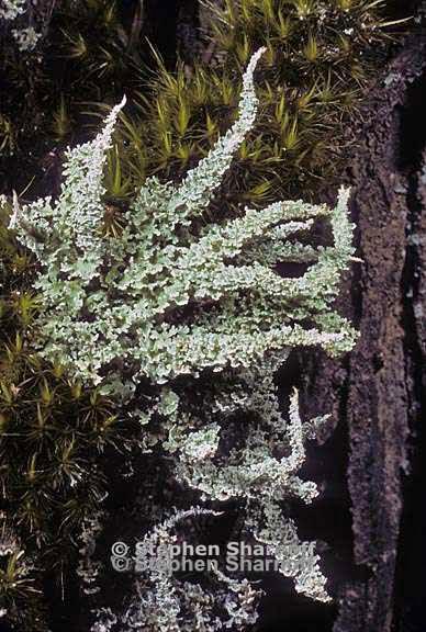 cladonia squamosa subsquamosa 6 graphic