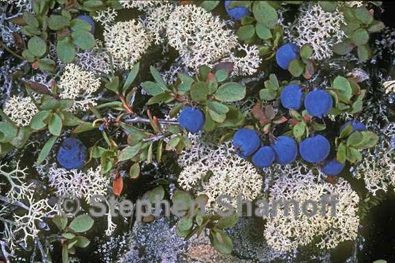  Cladonia stellaris blueberries graphic
