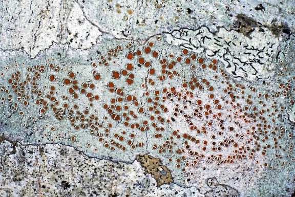 haematomma fenzlianum 8 graphic