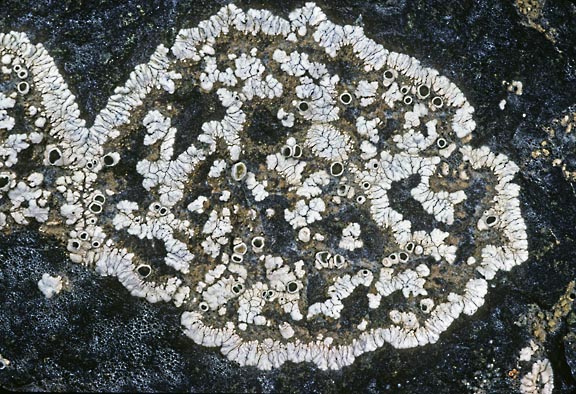 lecanora 1397 01 graphic