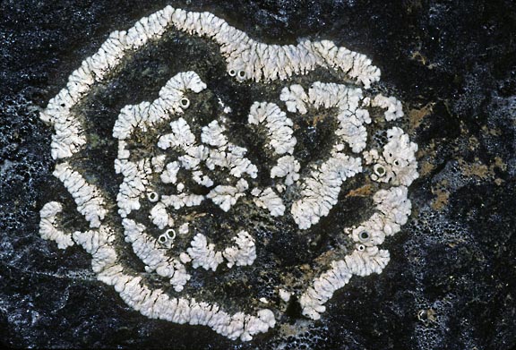 lecanora 1397 02 graphic