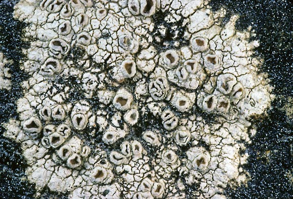 lecanora 1398 14 graphic