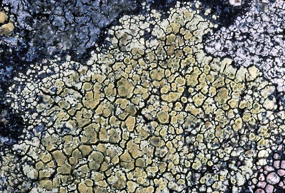 lecanora 1455 11 graphic