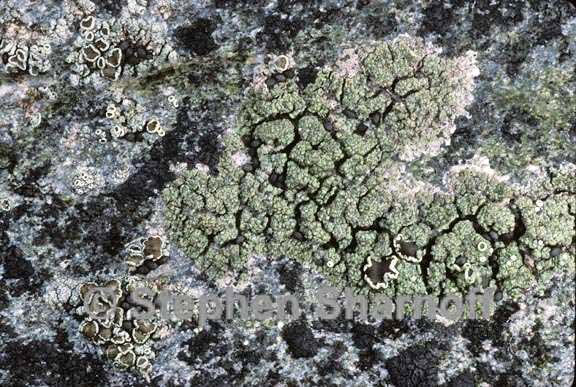 lecanora 1456 07 graphic