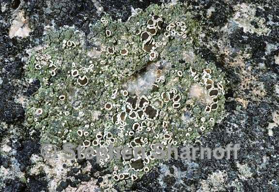 lecanora 1457 15 graphic