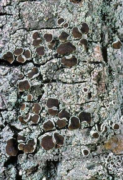 lecanora 1536 17 graphic