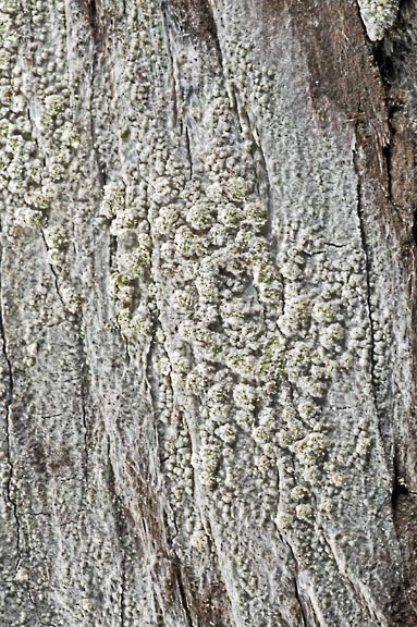 lecanora 4060 02 graphic