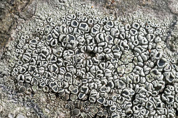 lecanora 4090 01 graphic