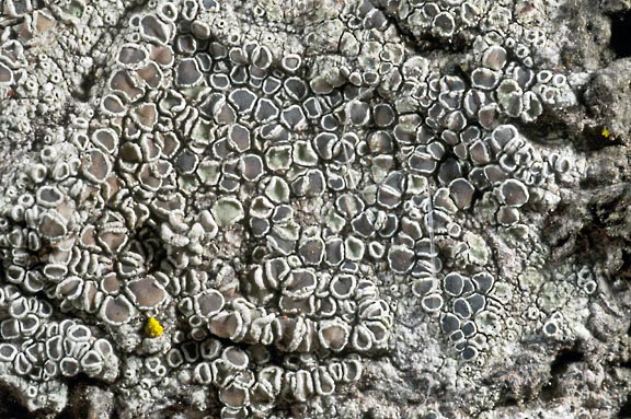 lecanora 4090 02 graphic