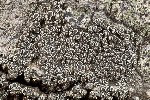 lecanora 4090 03 graphic