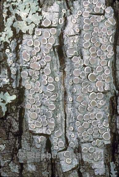 lecanora protervula 1 graphic