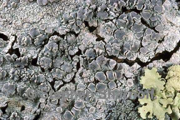 lecanora protervula 2 graphic