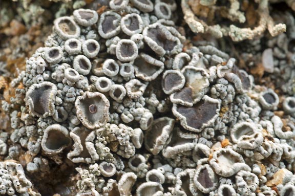 lecanora pseudistera 1 graphic