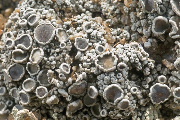 lecanora pseudistera 2 graphic