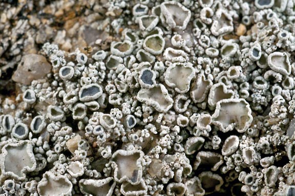 lecanora pseudistera 3 graphic