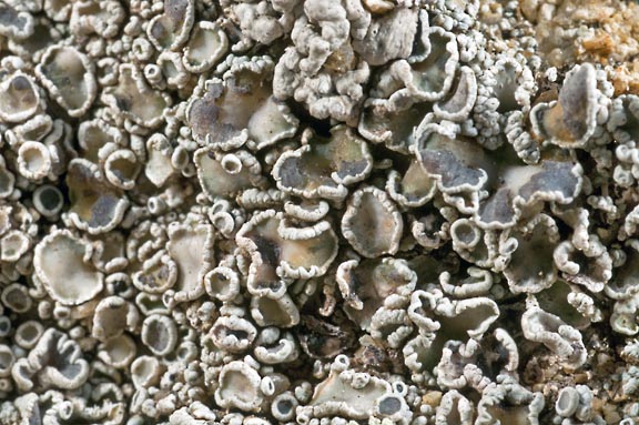 lecanora pseudistera 4 graphic