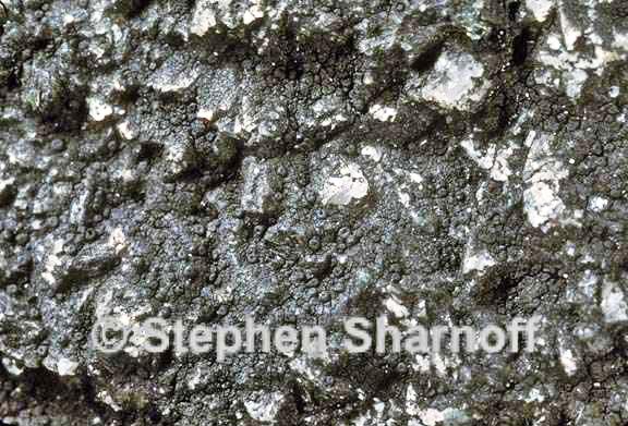lichenothelia scopularia graphic