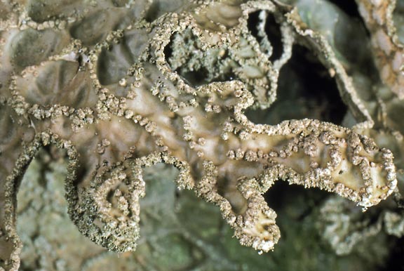 lobaria pulmonaria 9 graphic