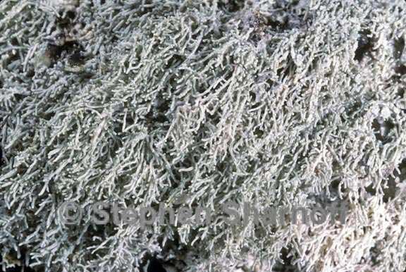 loxosporopsis corallifera 1 graphic