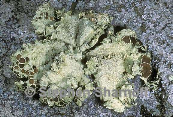 omphalora arizonica 1 graphic