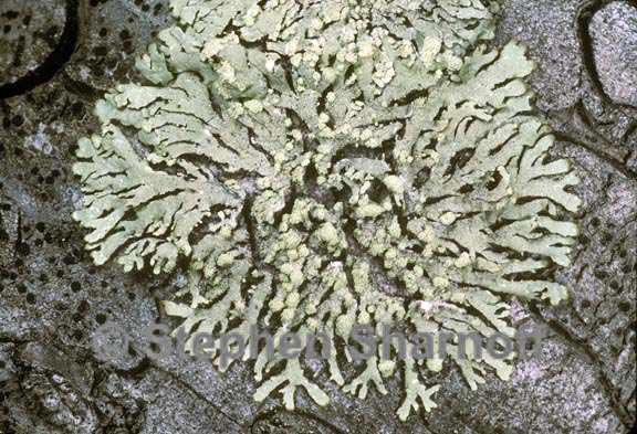 parmeliopsis ambigua 1 graphic