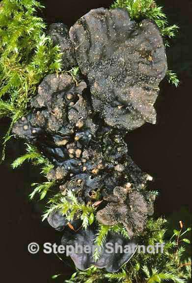 peltigera degenii 1 graphic