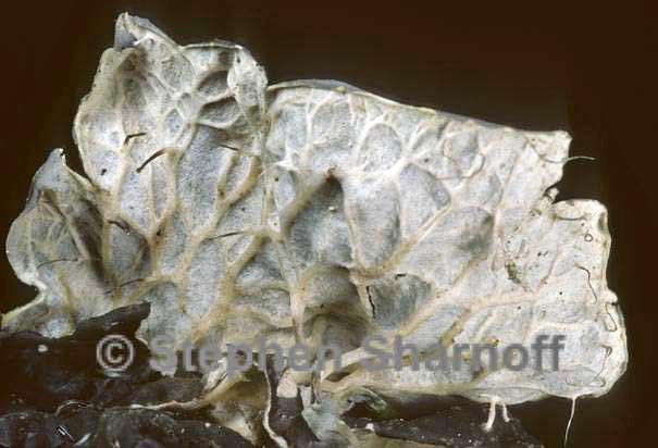 peltigera degenii underside graphic