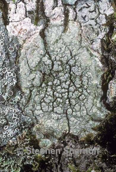 pertusaria macounii graphic