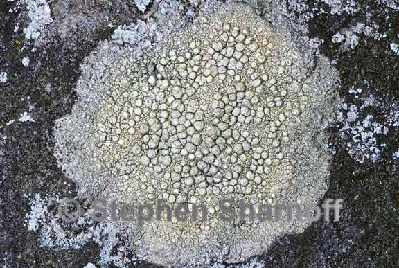 pertusaria tejocotensis 2 graphic