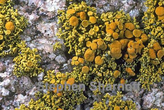 polycauliona coralloides 1 graphic