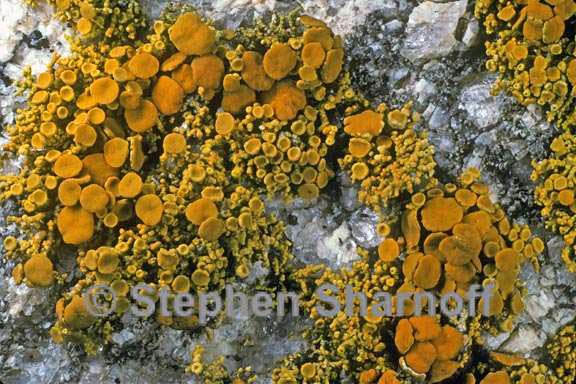 polycauliona coralloides 2 graphic
