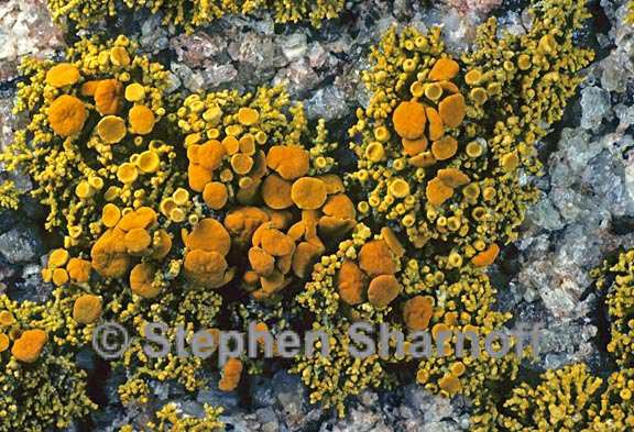 polycauliona coralloides 3 graphic