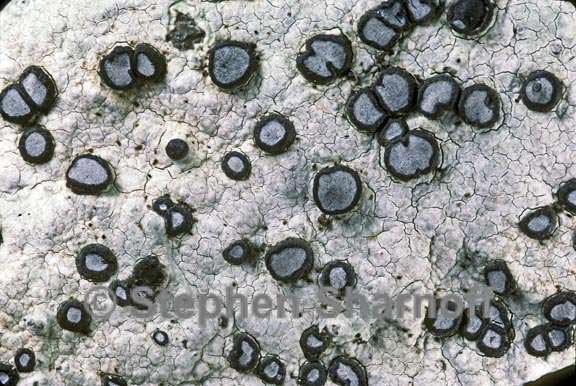 porpidia carlottiana graphic