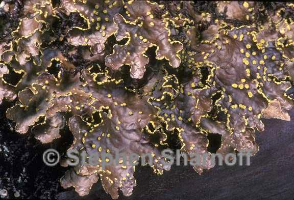 pseudocyphellaria hawaiiesis 2 graphic