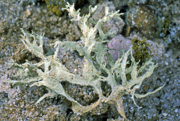 ramalina lacera 1 graphic