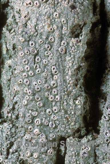 rhabdodiscus granulosus 1 graphic