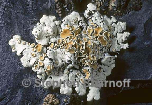 rhizoplaca chrysoleuca 6 graphic