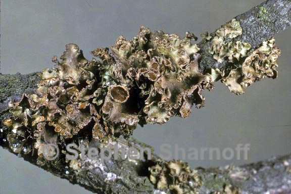 tuckermannopsis sepincola 1 graphic