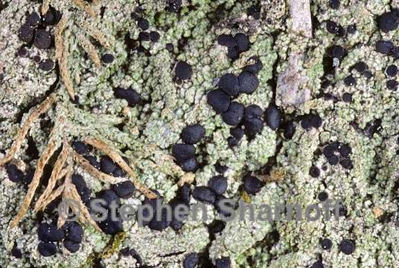 lichen 1175 31 graphic