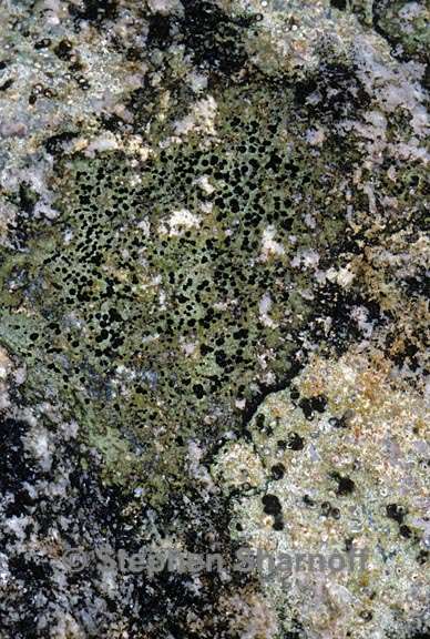 lichen 1647.30 graphic